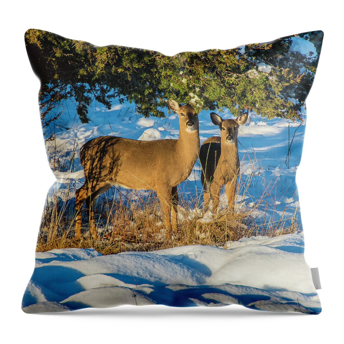 Deer Throw Pillow featuring the photograph Deer 1110 by Cathy Kovarik