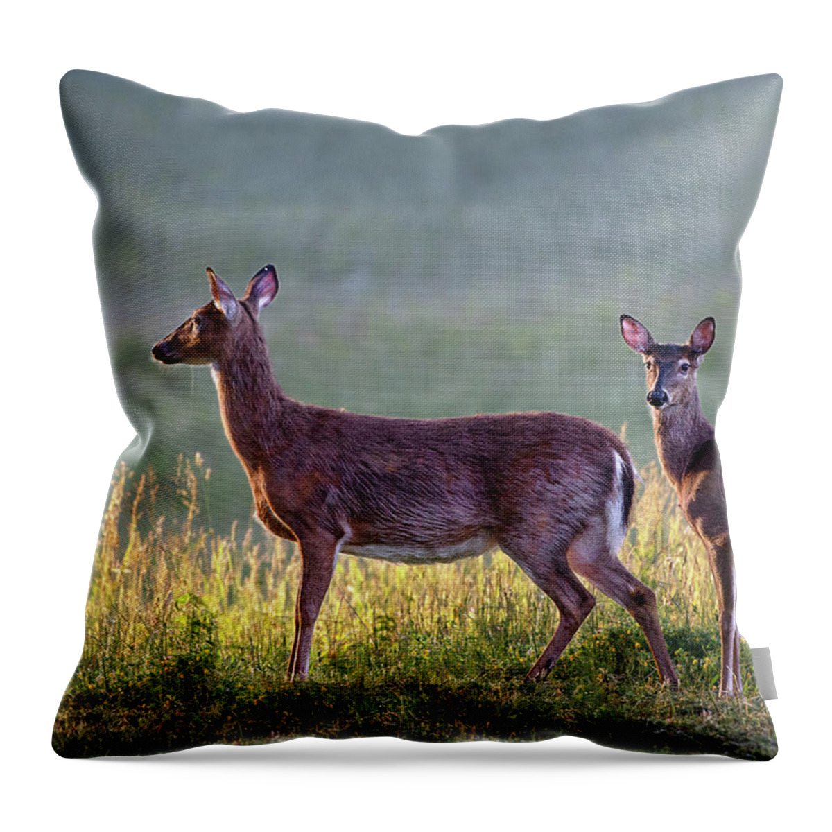 Doe Throw Pillow featuring the photograph Deer in a field at sunrise by Rehna George