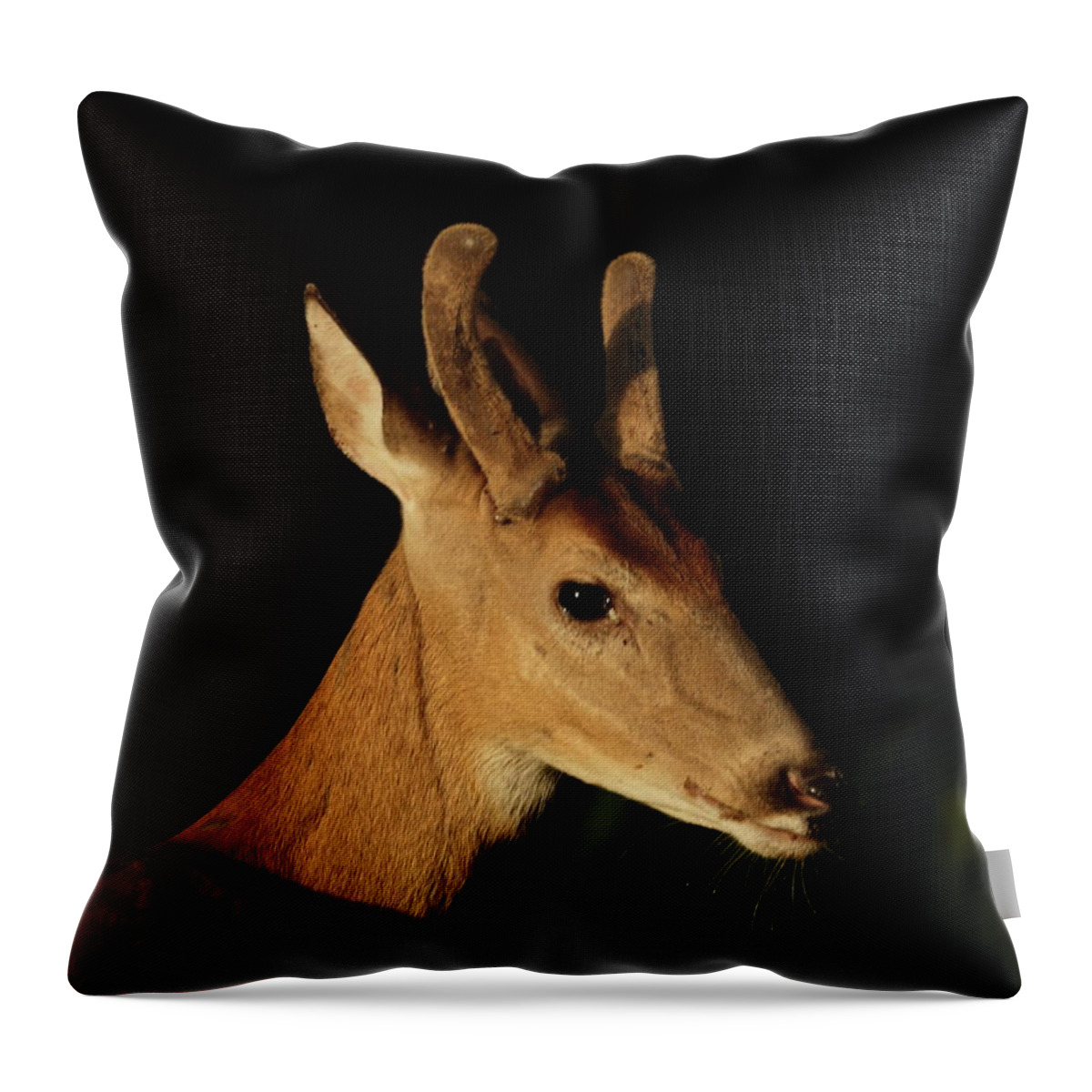 White-tailed Deer Throw Pillow featuring the photograph Deer, June 25, 2021 by John Moyer