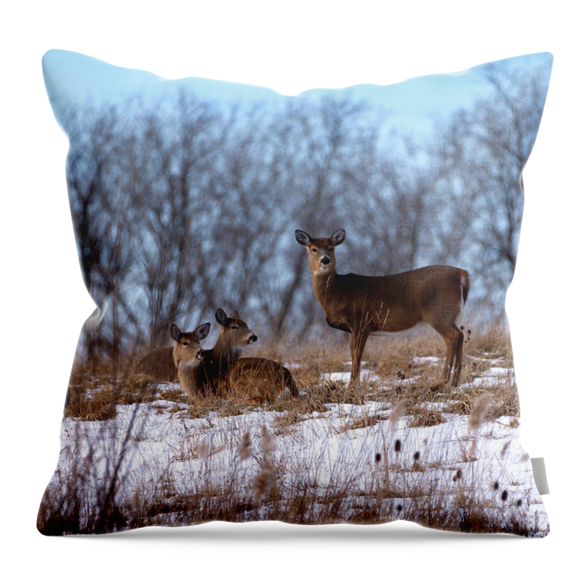 Deer Throw Pillow featuring the photograph Deer Resting by Flinn Hackett