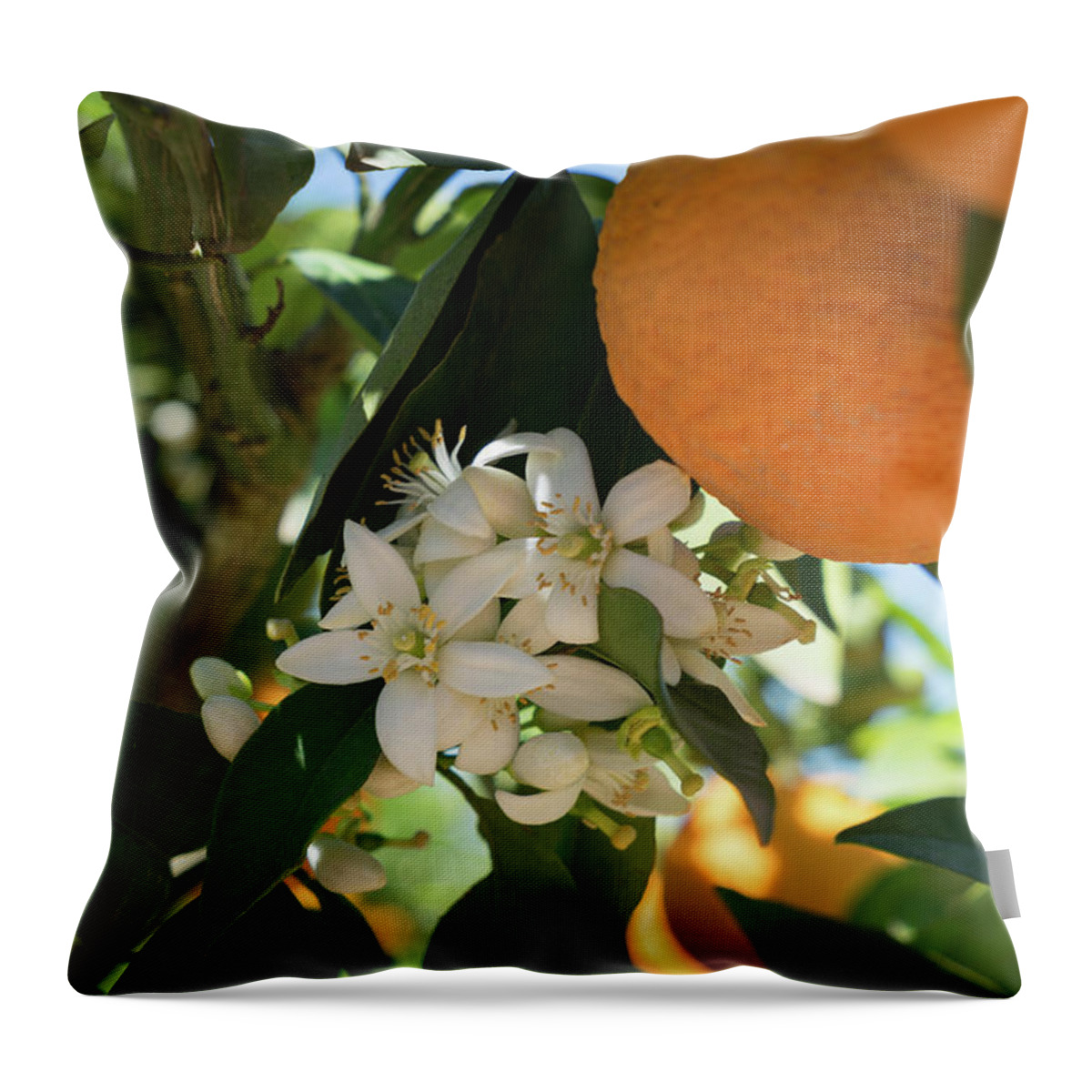 Orange Blossom Throw Pillow featuring the photograph White orange blossoms and ripe fruits, orange blossom in Spain by Adriana Mueller