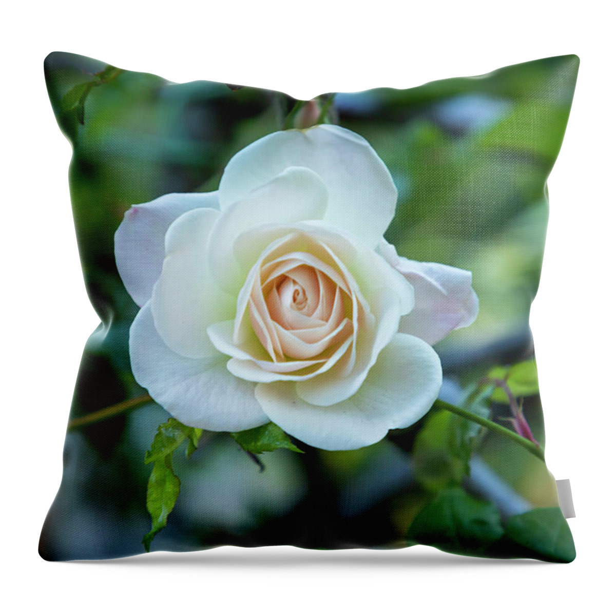 Rose Throw Pillow featuring the photograph Delicate White Spring Rose by Bonnie Follett