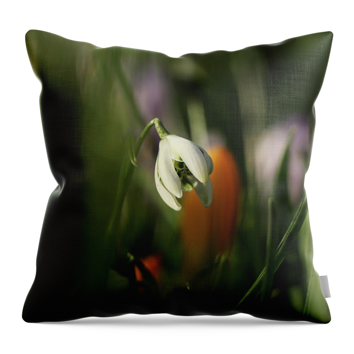 Misty Throw Pillow featuring the photograph Detail on white Galanthus between many green stems. Galanthus nivalis Viridapice. Wonderful white bloom hidden in the middle of grass. White and green. Beginning of spring time. by Vaclav Sonnek