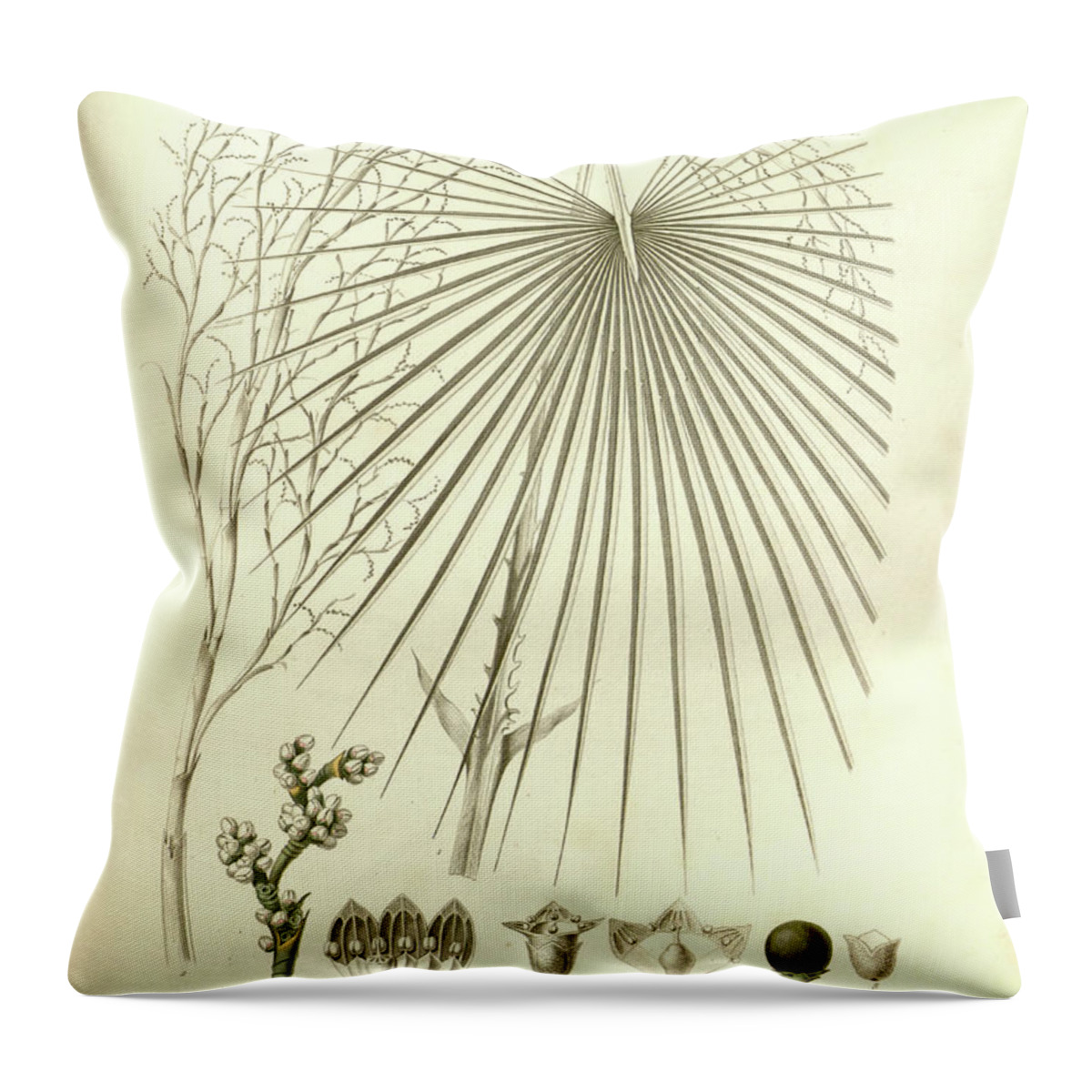 Details Throw Pillow featuring the photograph details of Palm tree parts u3 by Botany