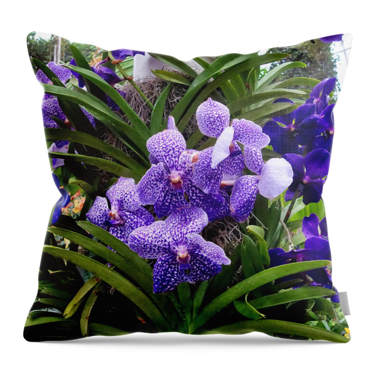 Flora Throw Pillow featuring the photograph Different Shades of Violet by Russel Considine