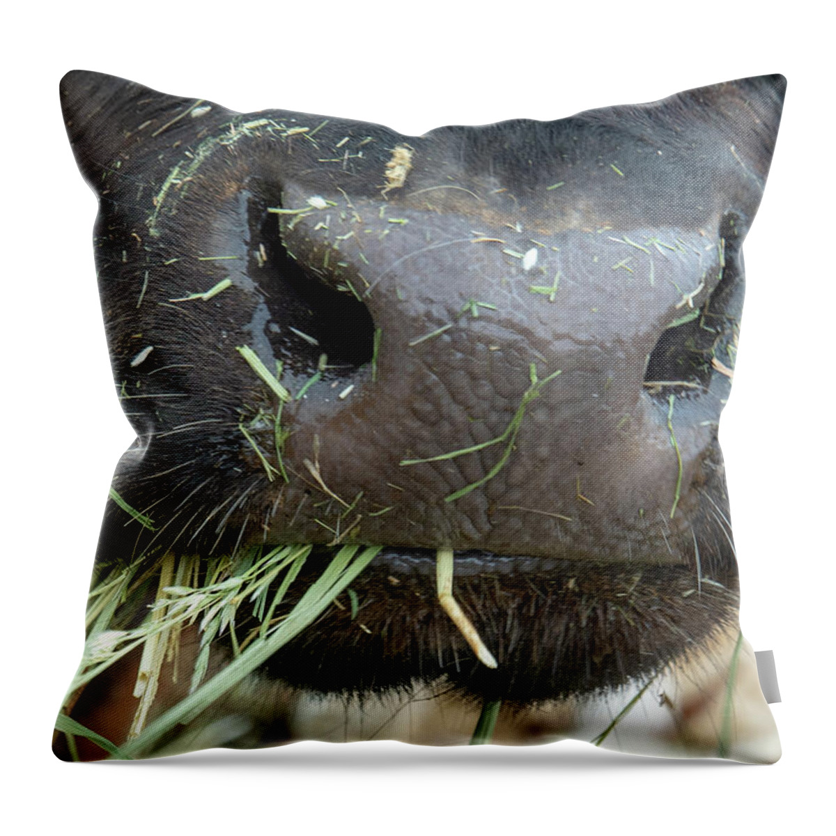 Cow Throw Pillow featuring the photograph Oh, Barnyard Smells by Leslie Struxness