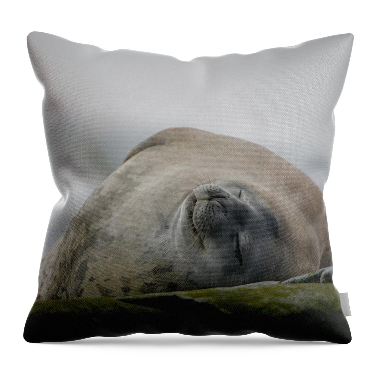 03feb20 Throw Pillow featuring the photograph Do Not Awaken or I get Crabby by Jeff at JSJ Photography