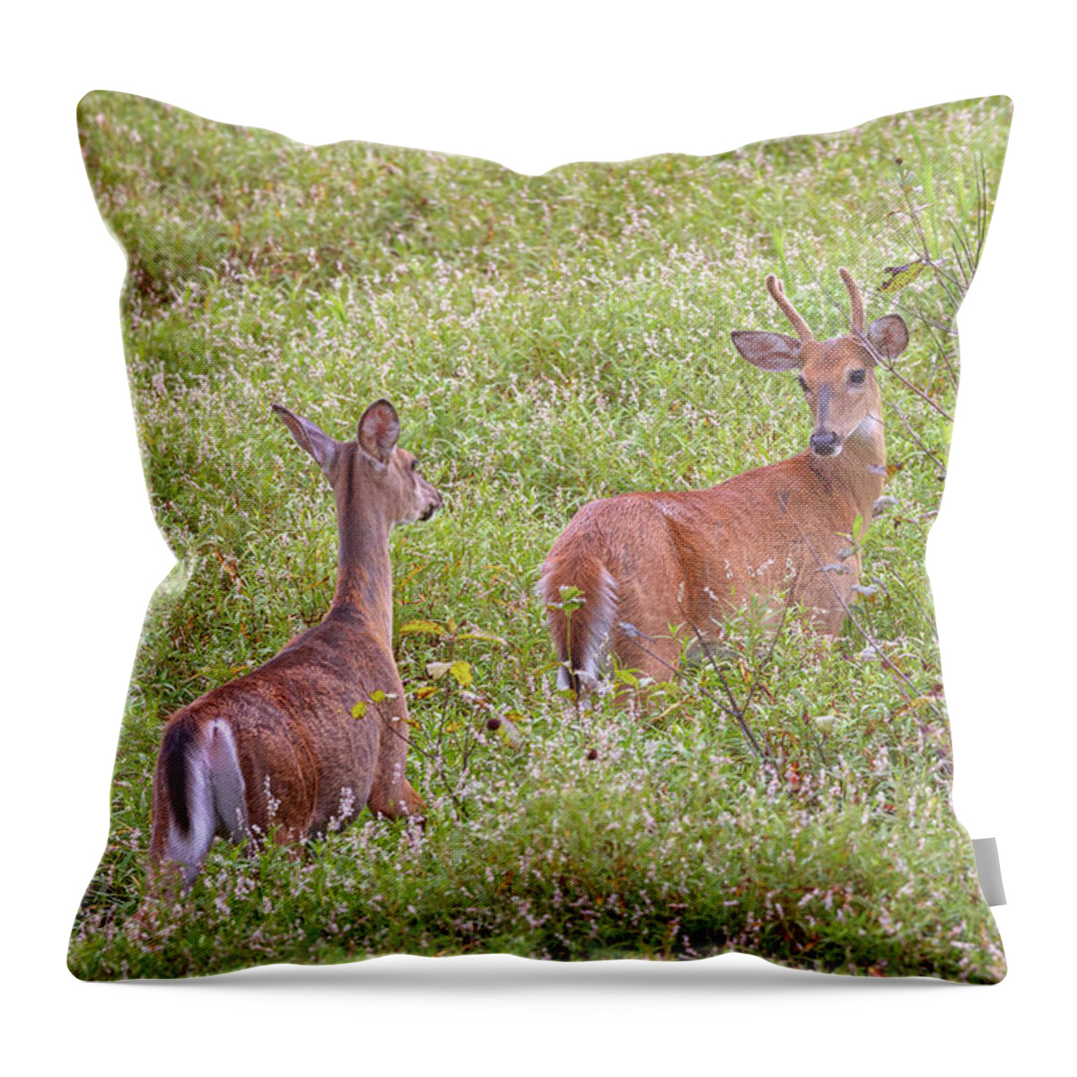 Whitetail Deer Throw Pillow featuring the photograph Doe Eyed by Susan Rissi Tregoning