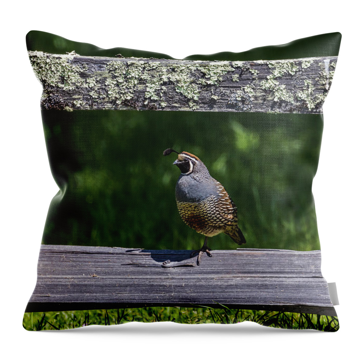 Bird Throw Pillow featuring the photograph Don't Fence Me In by Laura Roberts