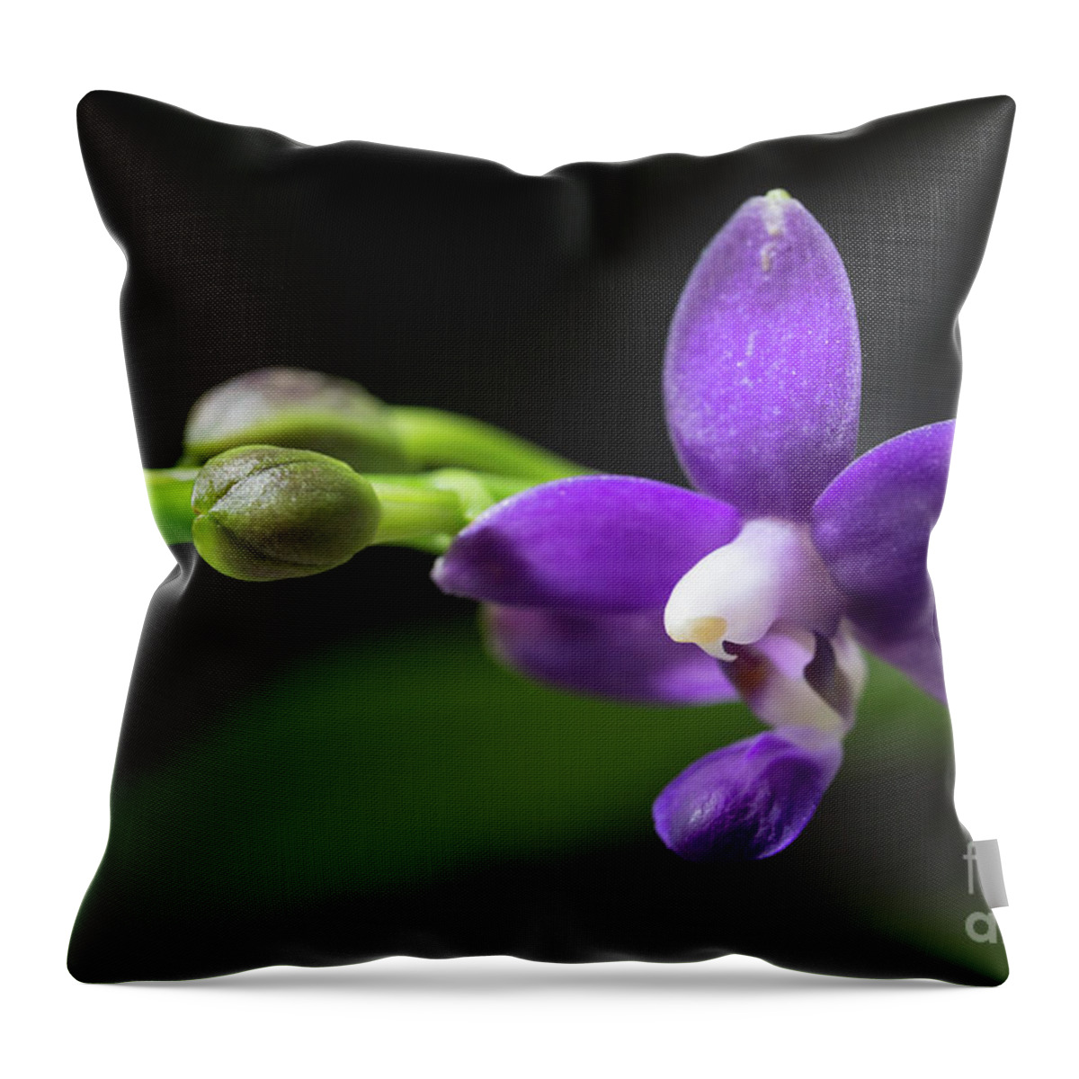 Orchid Throw Pillow featuring the photograph Doritaenopsis Purple Martin by Eva Lechner