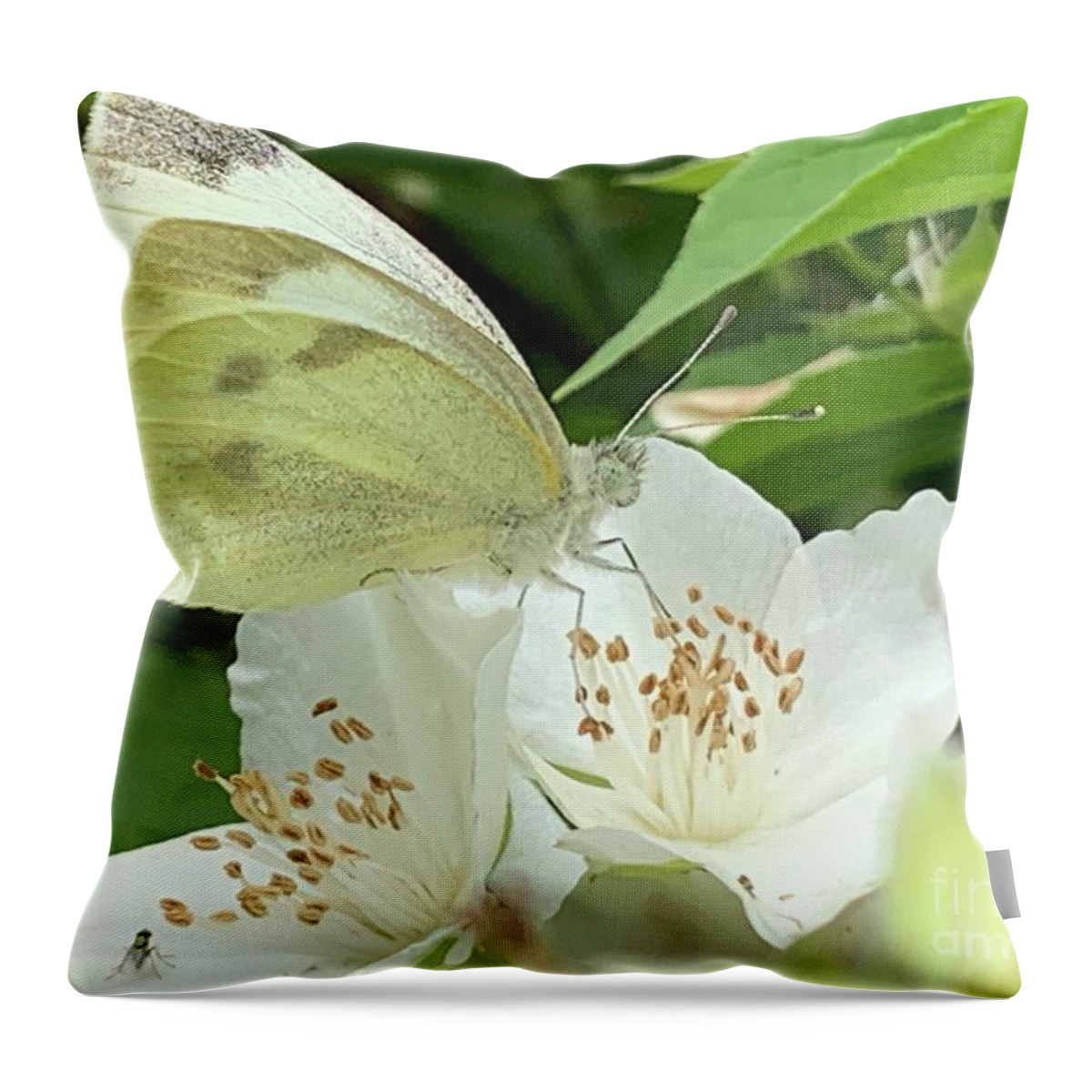 Beautiful Throw Pillow featuring the photograph Double Delight by Catherine Wilson