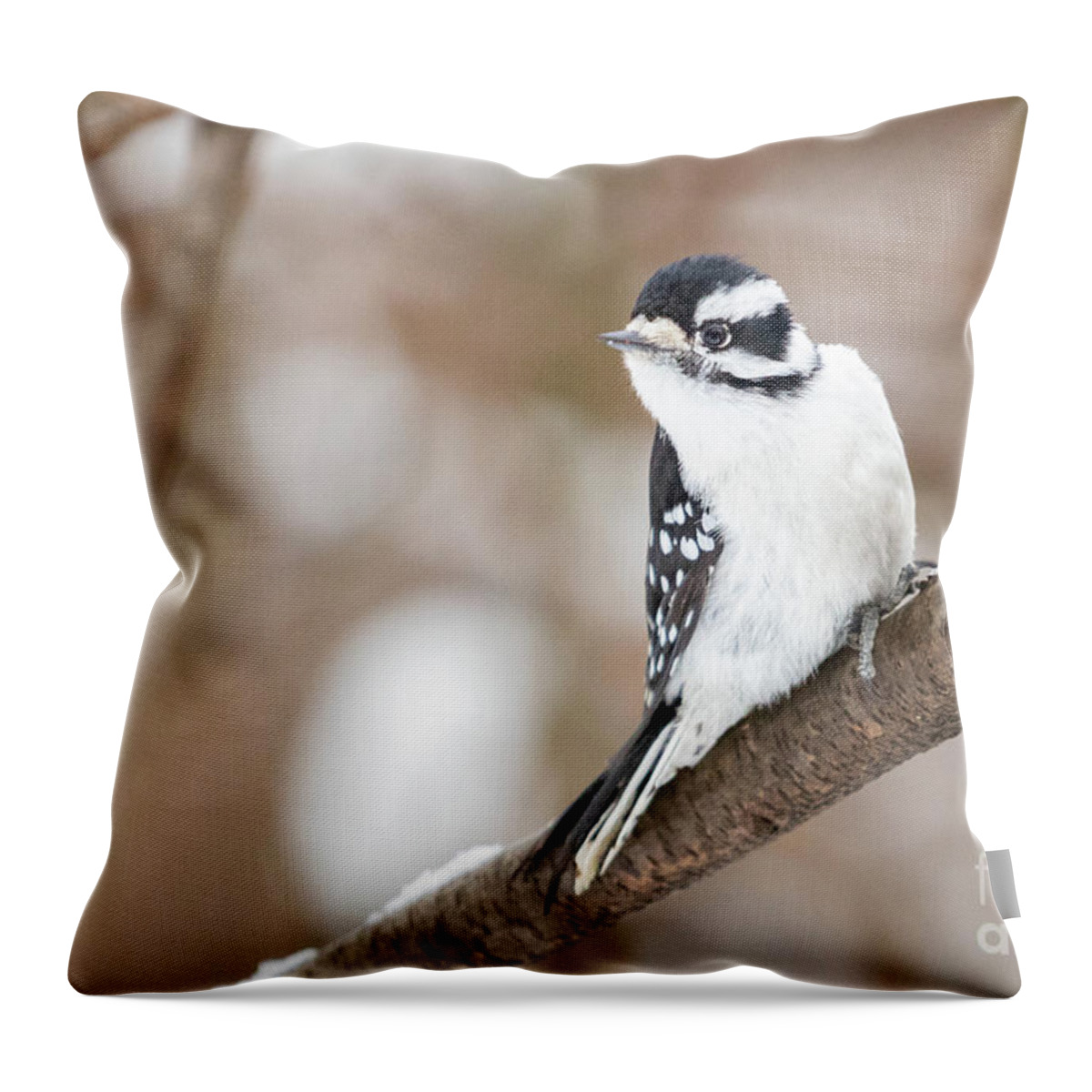 Downy Woodpecker Throw Pillow featuring the photograph Downy in the Snow I by Alyssa Tumale