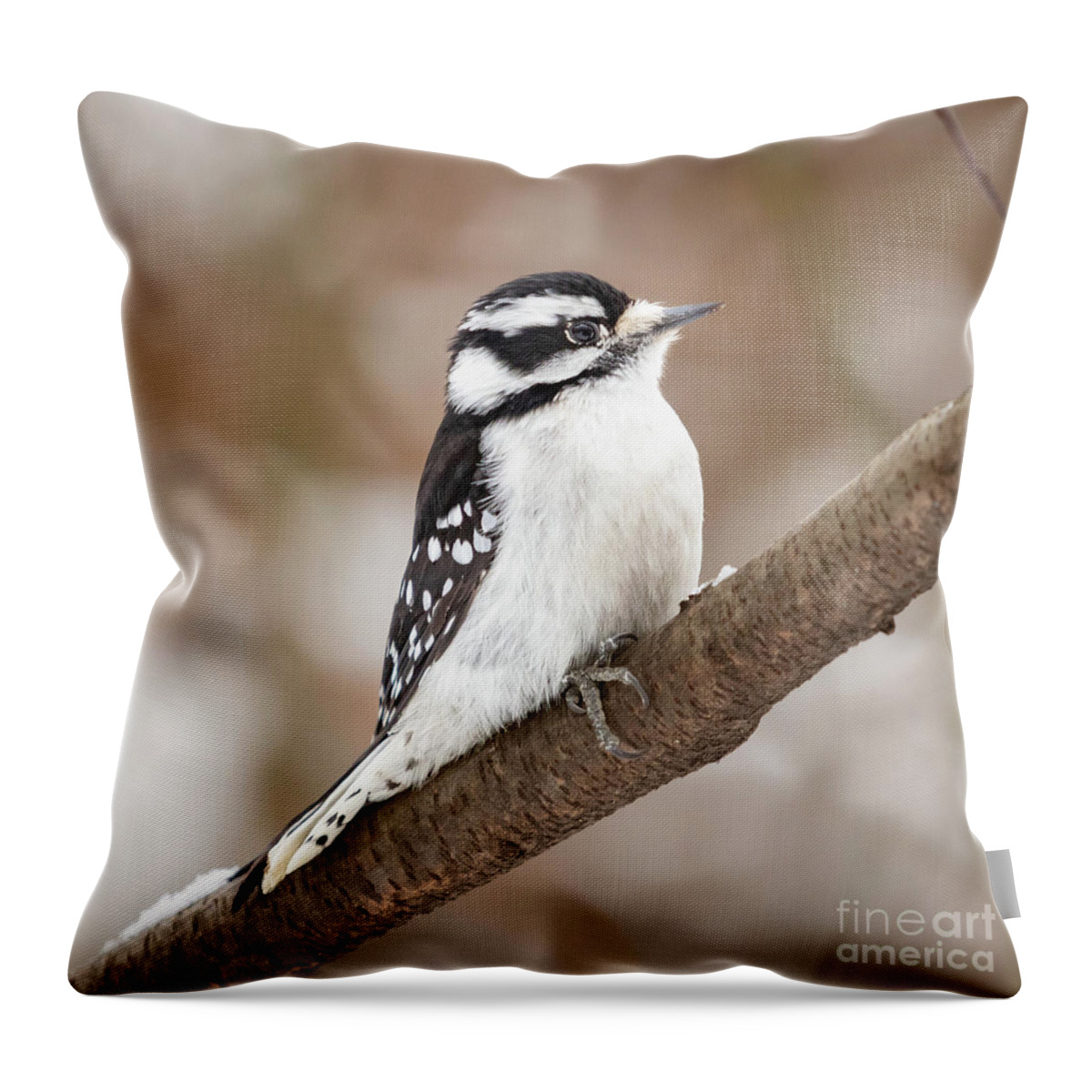 Downy Woodpecker Throw Pillow featuring the photograph Downy in the Snow II by Alyssa Tumale