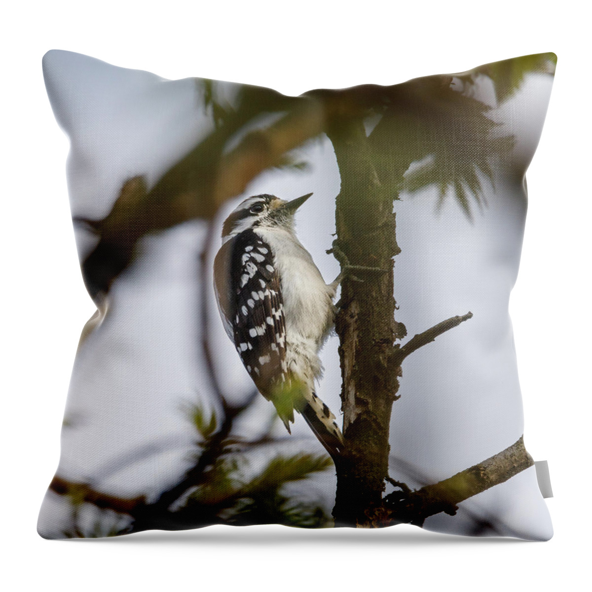 Bird Throw Pillow featuring the photograph Downy Woodpecker by David Beechum