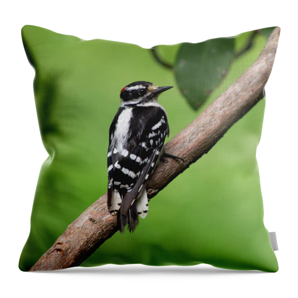 Bird Throw Pillow featuring the photograph Downy Woodpecker by Geoff Jewett