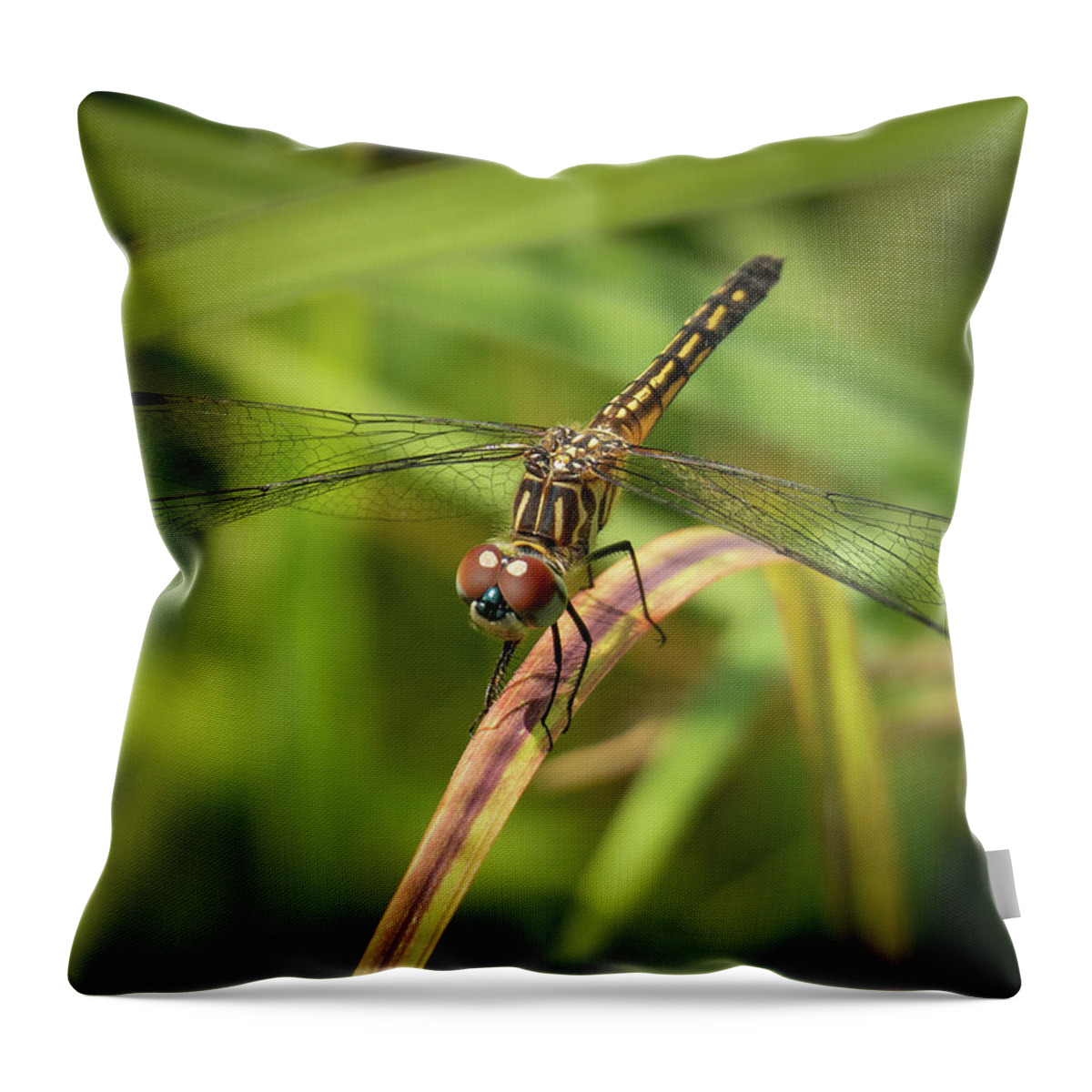 Dragonfly Throw Pillow featuring the photograph Dragonfly by David Morehead