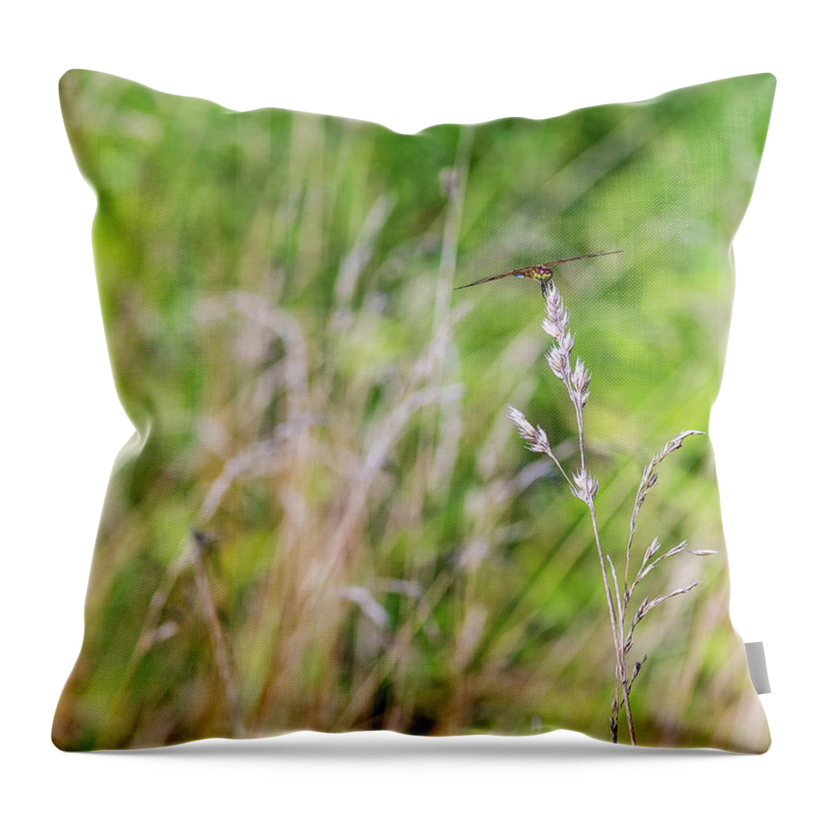 Nature Throw Pillow featuring the photograph Dragonfly in the Field 2 by Amelia Pearn