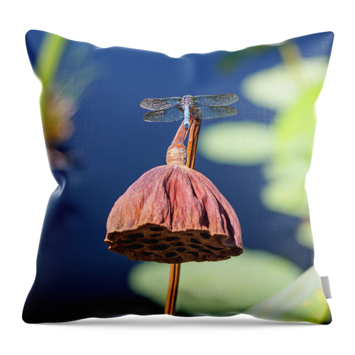 Blue Dasher Throw Pillow featuring the photograph Dragonfly on Dried Sacred Lotus by Marianne Campolongo