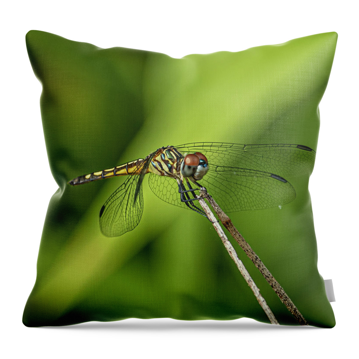 Wing Throw Pillow featuring the photograph Dragonfly by Rick Nelson