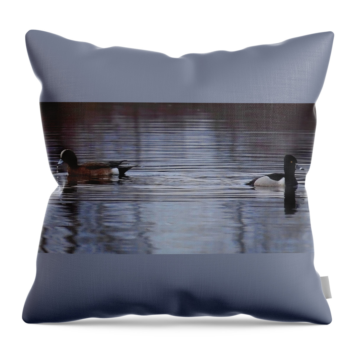 Waterfowl Throw Pillow featuring the photograph Drake Widgeon And Ring Neck by Dale Kauzlaric