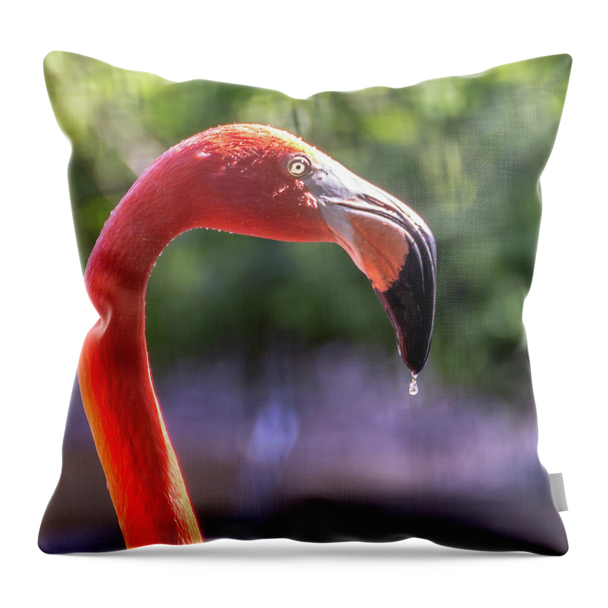 Zoo Throw Pillow featuring the photograph Dripping flamingo by Robert Miller