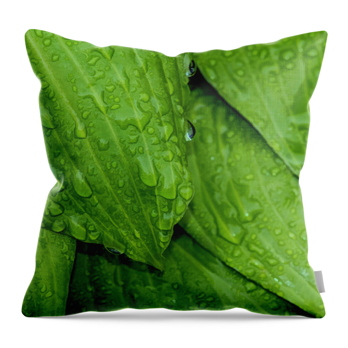 Raindrops Throw Pillow featuring the photograph Drops On Green by Cathy Kovarik
