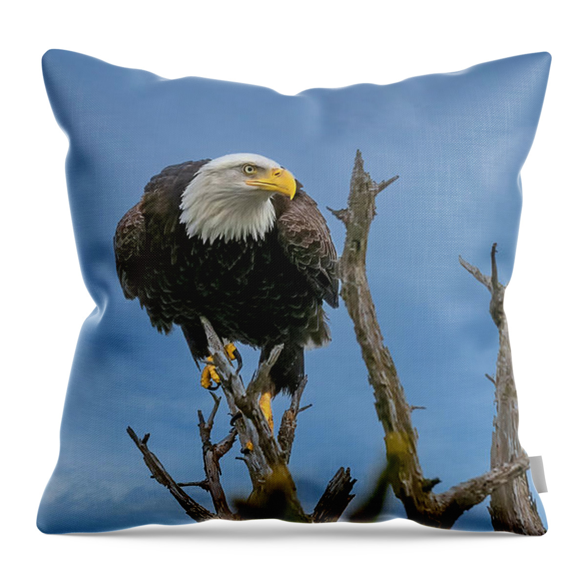 Eagle Got My Eye On You Throw Pillow featuring the photograph Eagle Got My Eye On You by David Millenheft