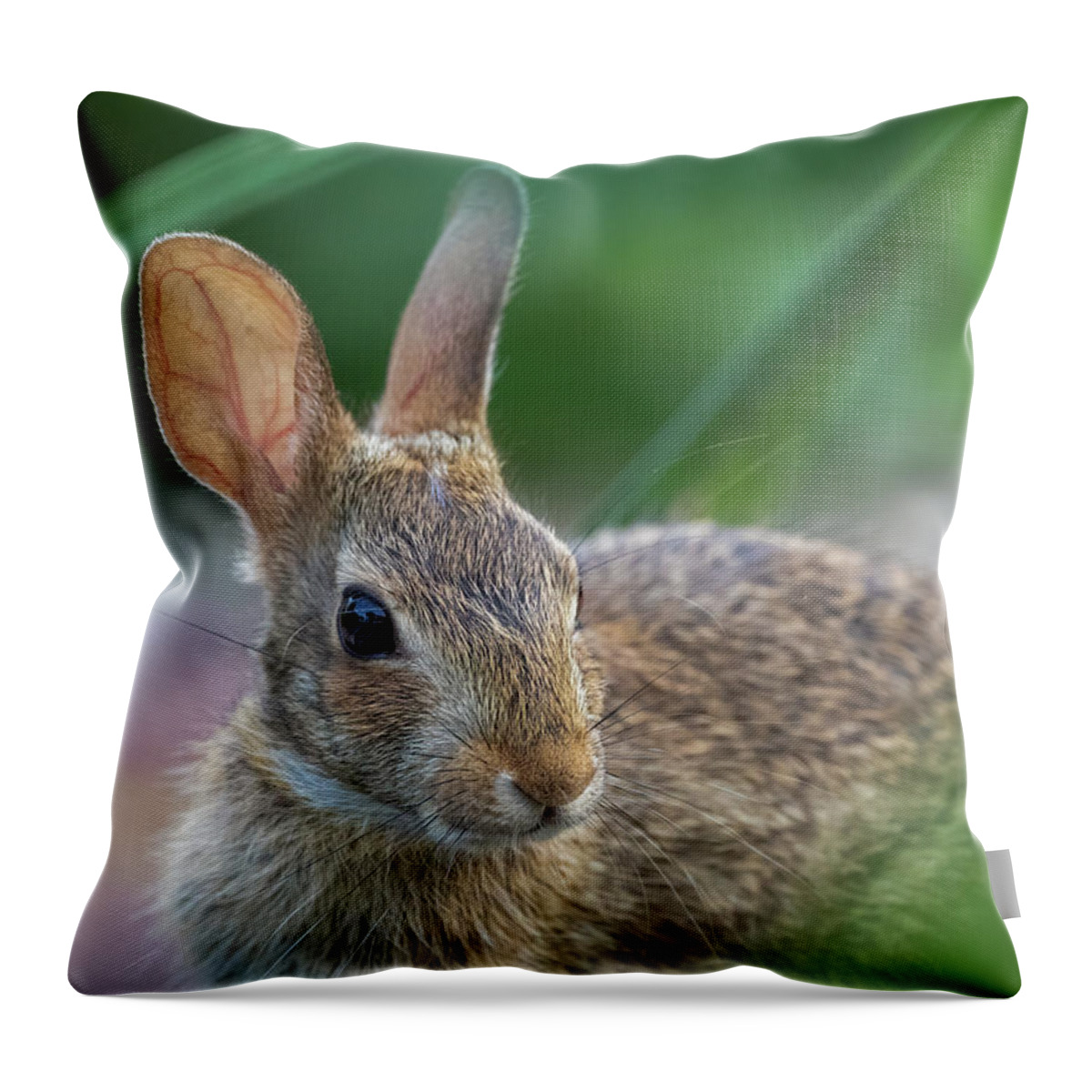 Wildlife Throw Pillow featuring the photograph Eastern Cottontail Rabbit by Lara Morrison
