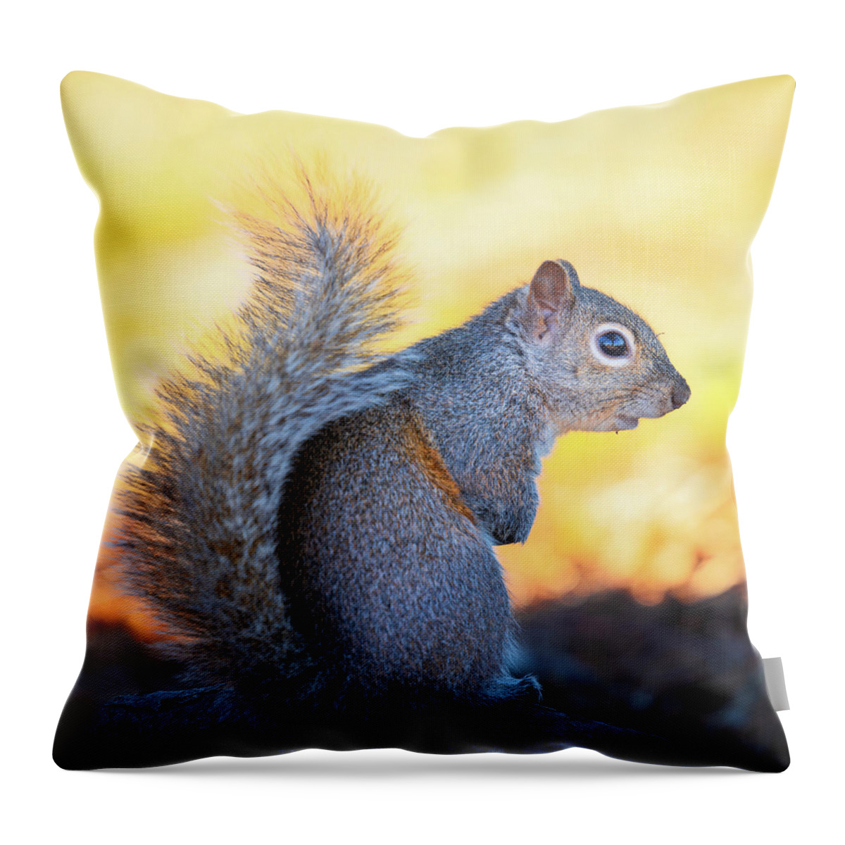 Grey Squirrel Throw Pillow featuring the photograph Eastern Gray Squirrel Portrait by Jordan Hill
