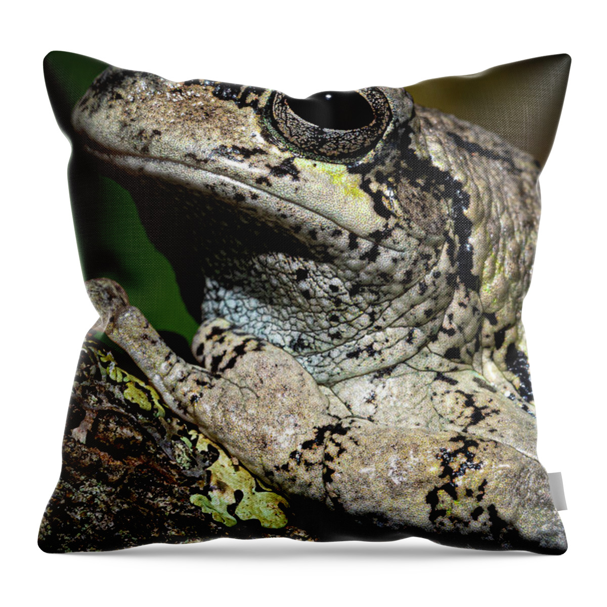 Eastern Gray Treefrog Throw Pillow featuring the photograph Eastern Gray Treefrog by Colin Chase