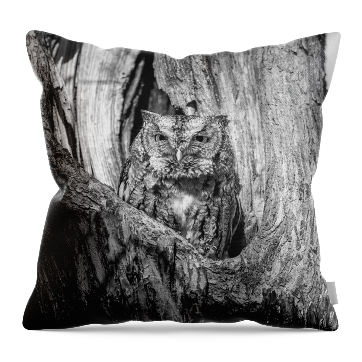 Eastern Screech Owl Throw Pillow featuring the photograph Eastern Screech owl by Puttaswamy Ravishankar