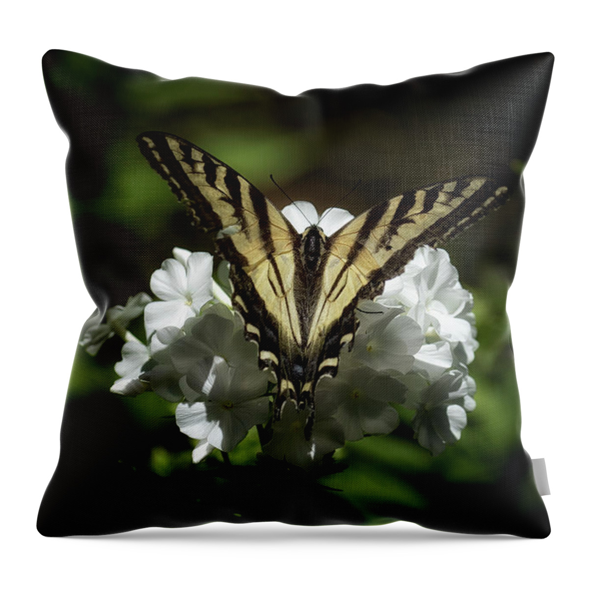Eastern Tiger Swallowtail Throw Pillow featuring the photograph Eastern Tiger Swallowtail on a White Flower by Belinda Greb