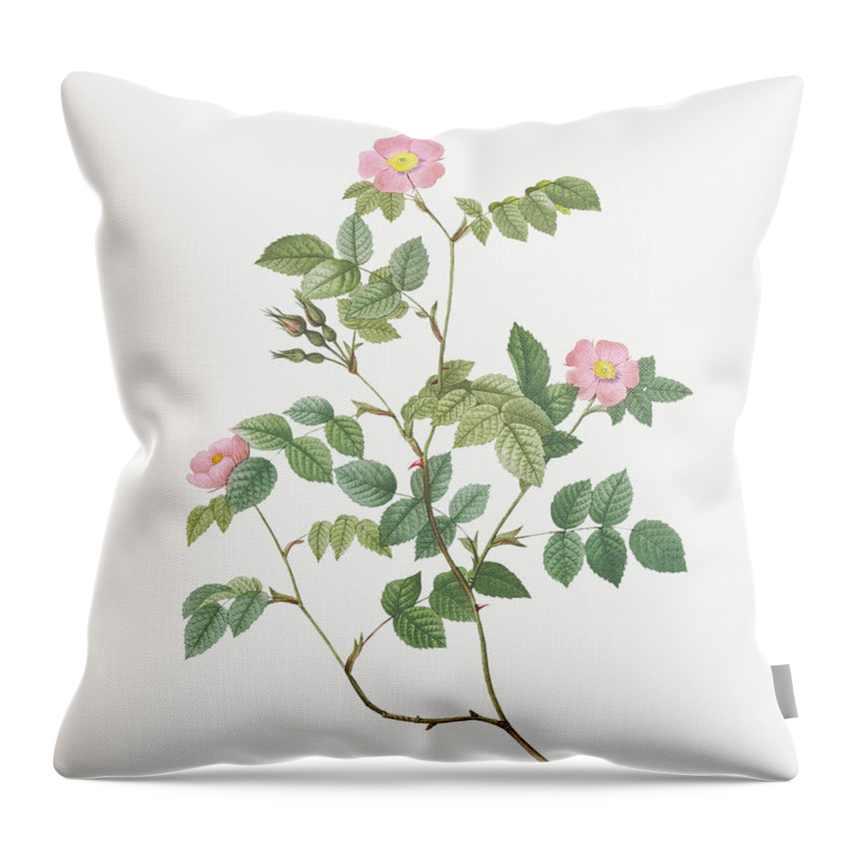 Pink Throw Pillow featuring the painting Eglantine, Wild Rosehips, Rosa rubiginosa nemoralis by Pierre Joseph Redoute