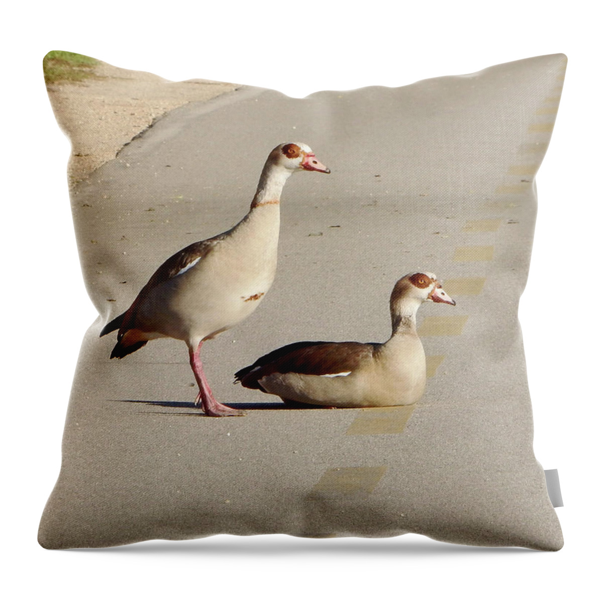 Bird Throw Pillow featuring the photograph Egyptian Geese Path by Andrew Lawrence