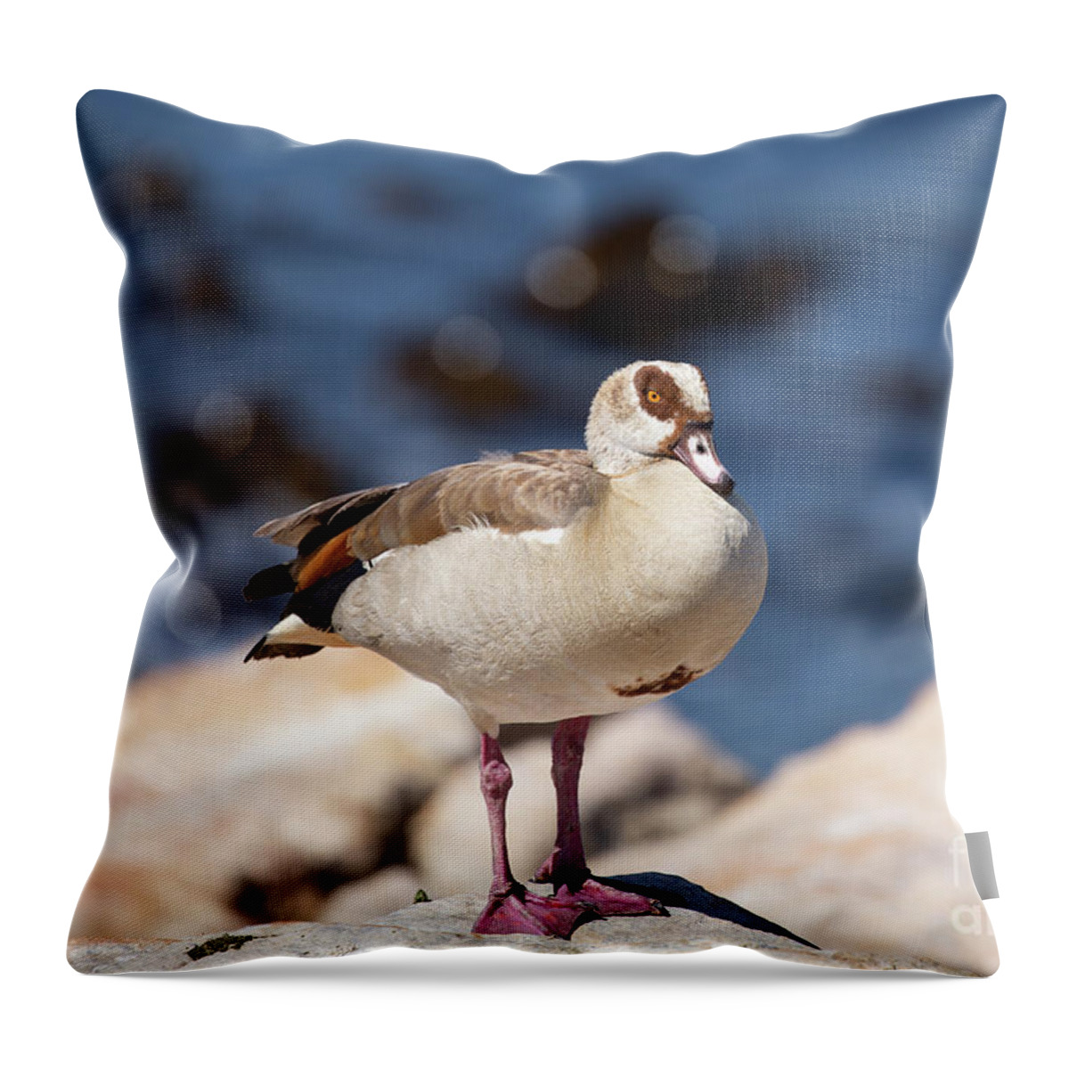 Egyptian Goose Throw Pillow featuring the photograph Egyptian Goose at Stony Point by Eva Lechner