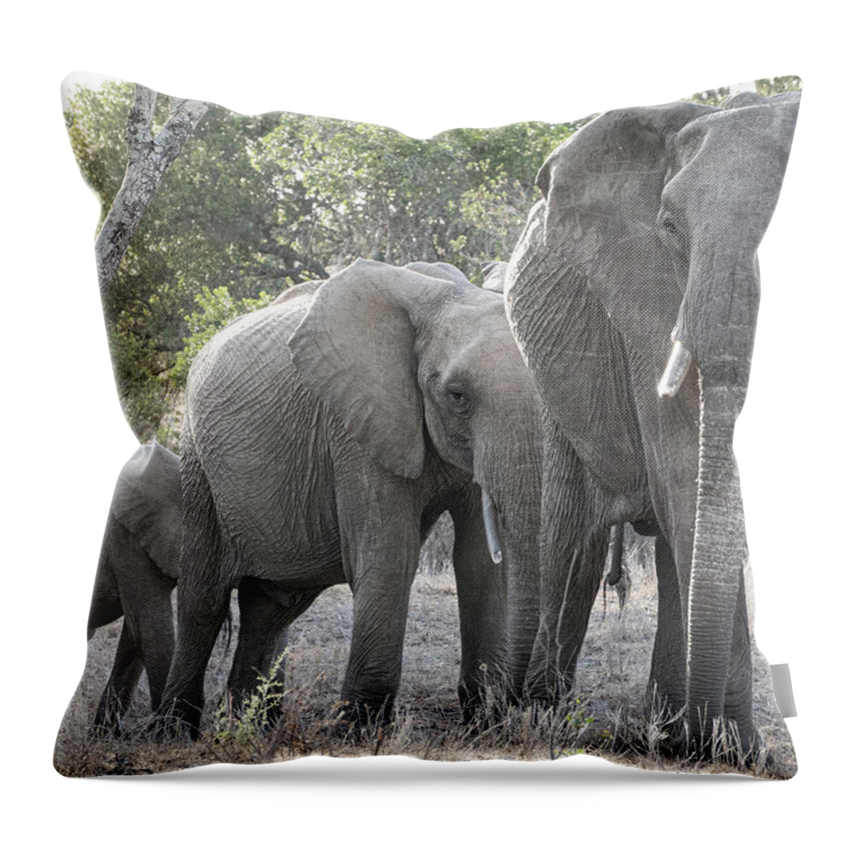 Elephant Throw Pillow featuring the photograph Elephant family in Kenya by Phil And Karen Rispin