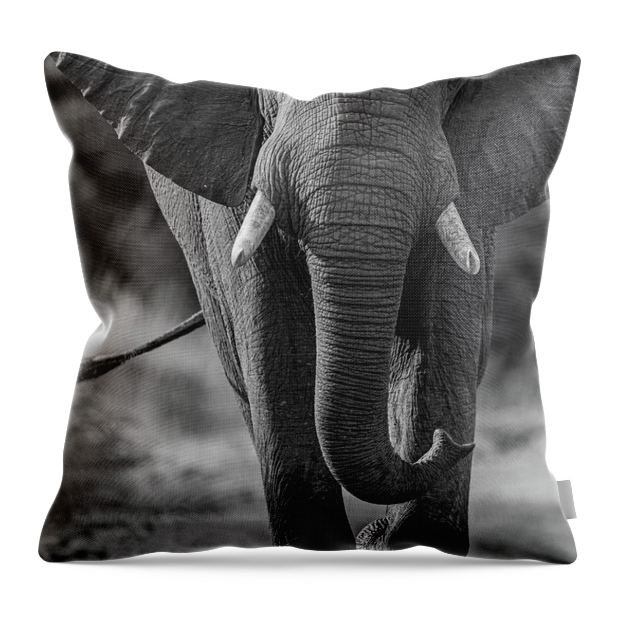 Africa Throw Pillow featuring the photograph Elephant in black and white by Johan Elzenga