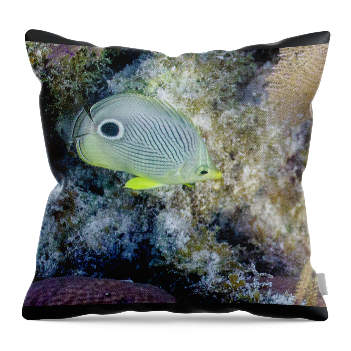 Animals Throw Pillow featuring the photograph Eligible by Lynne Browne