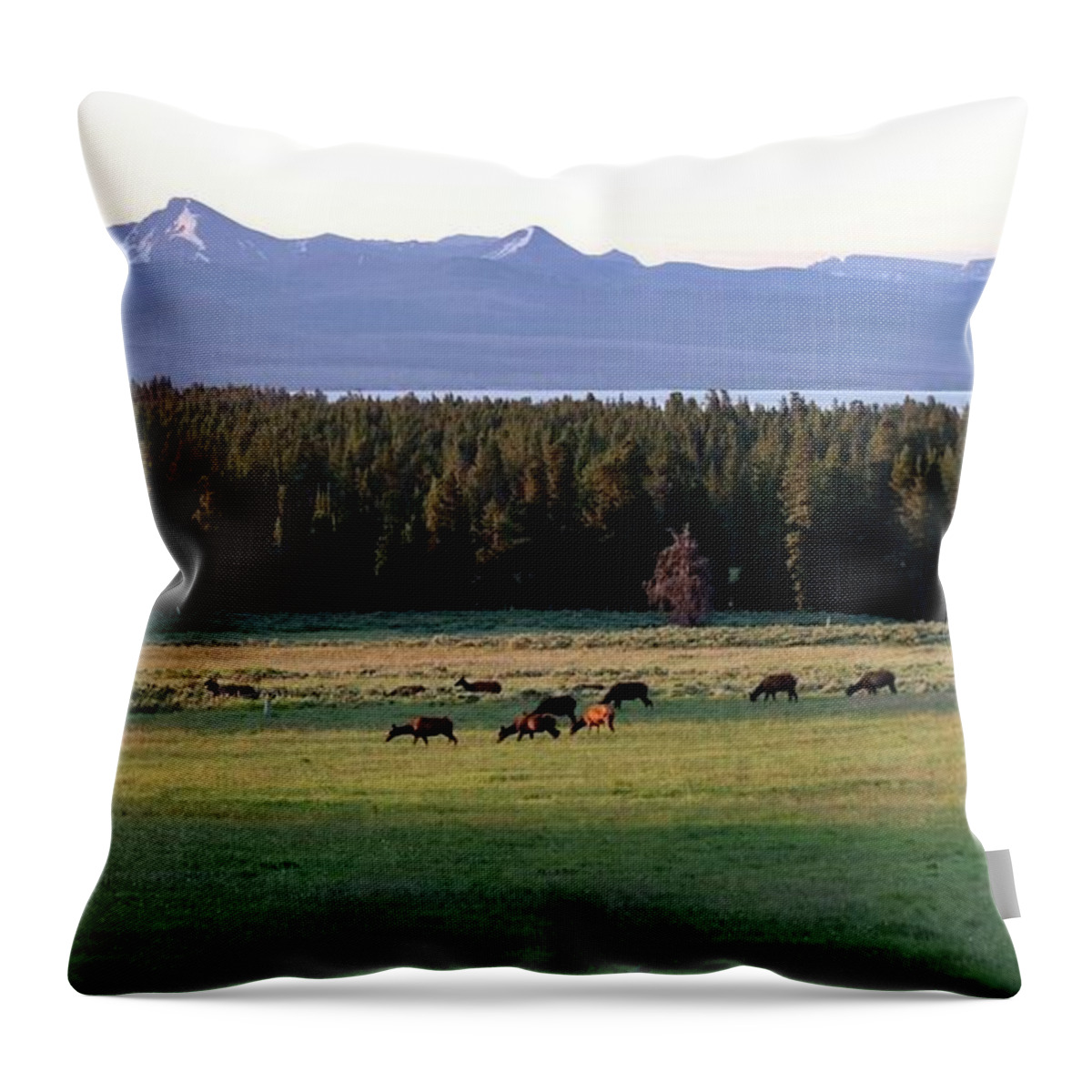Elk Throw Pillow featuring the photograph Elk at Yellowstone by Yvonne M Smith