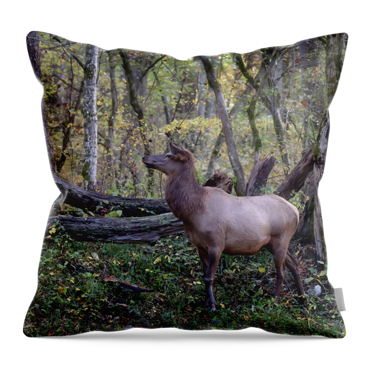 Elk Throw Pillow featuring the photograph Elk Cow Strikes a Pose - Smoky Mountains by Susan Rissi Tregoning