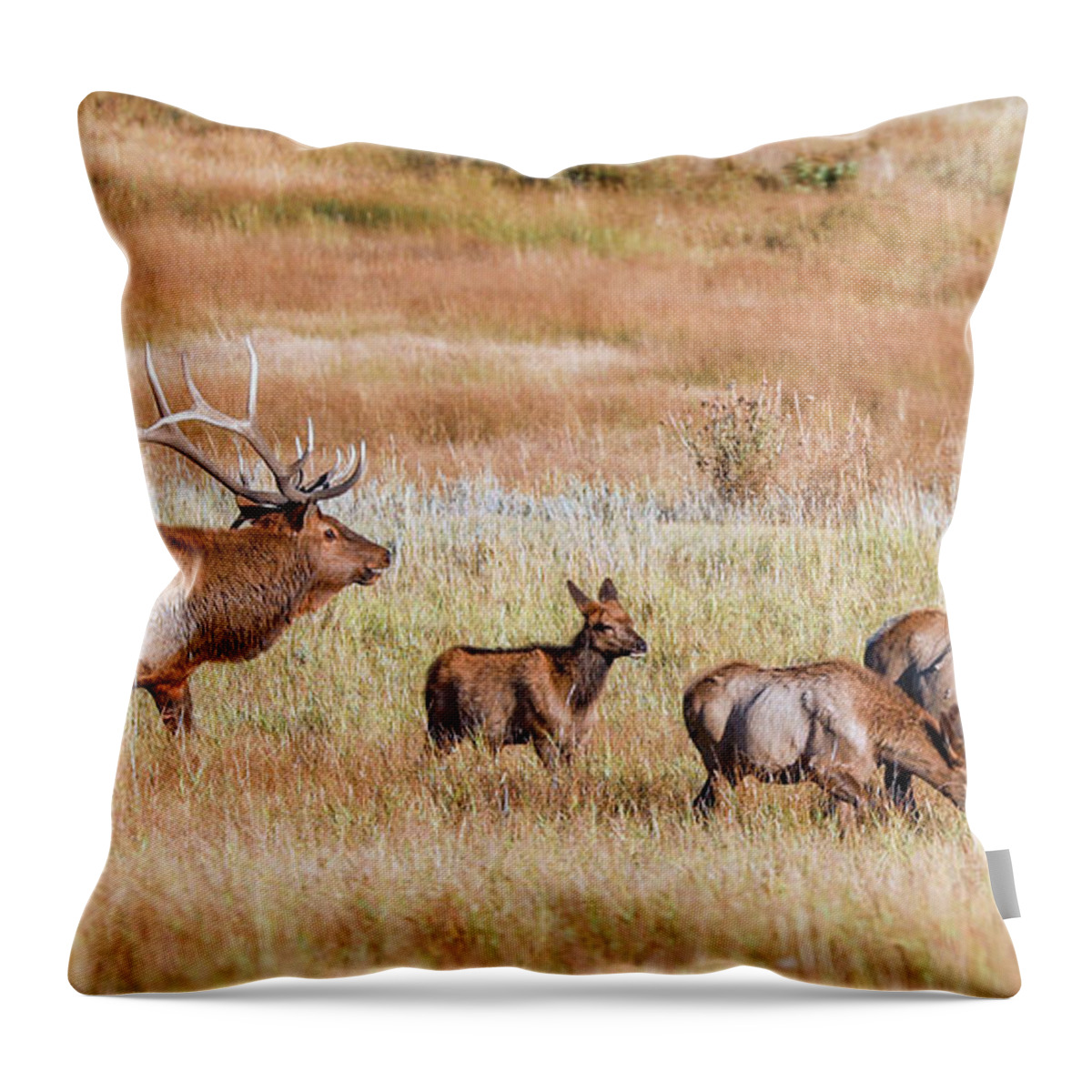 Elk Throw Pillow featuring the photograph Elk Family by Shirley Dutchkowski