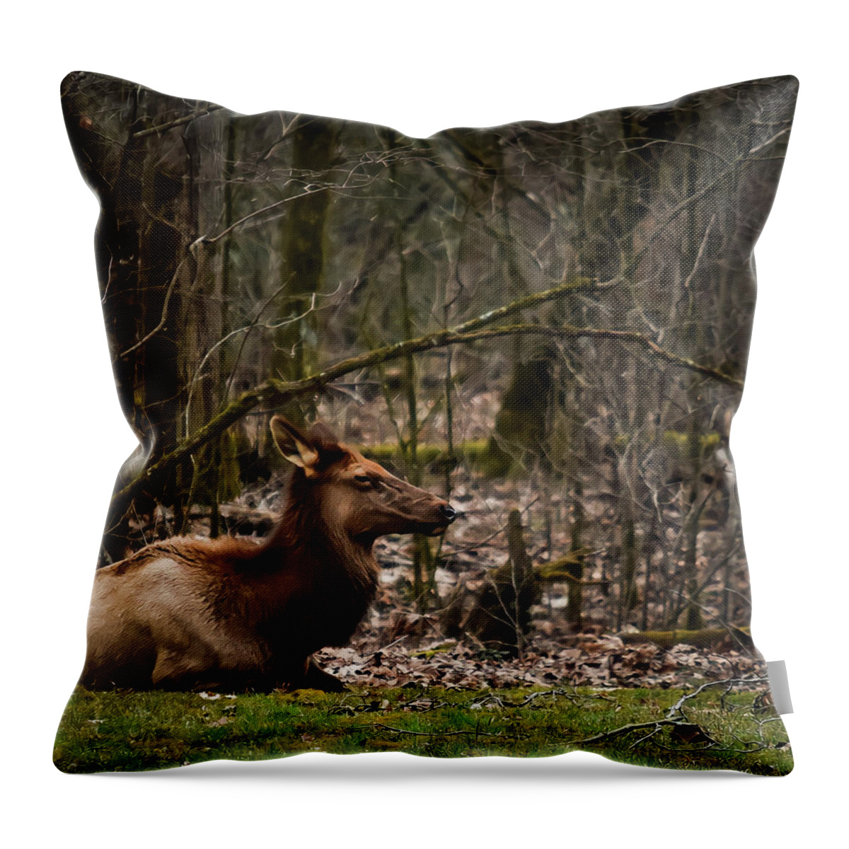 Wildlife Throw Pillow featuring the photograph Elk Relaxing by Rick Nelson