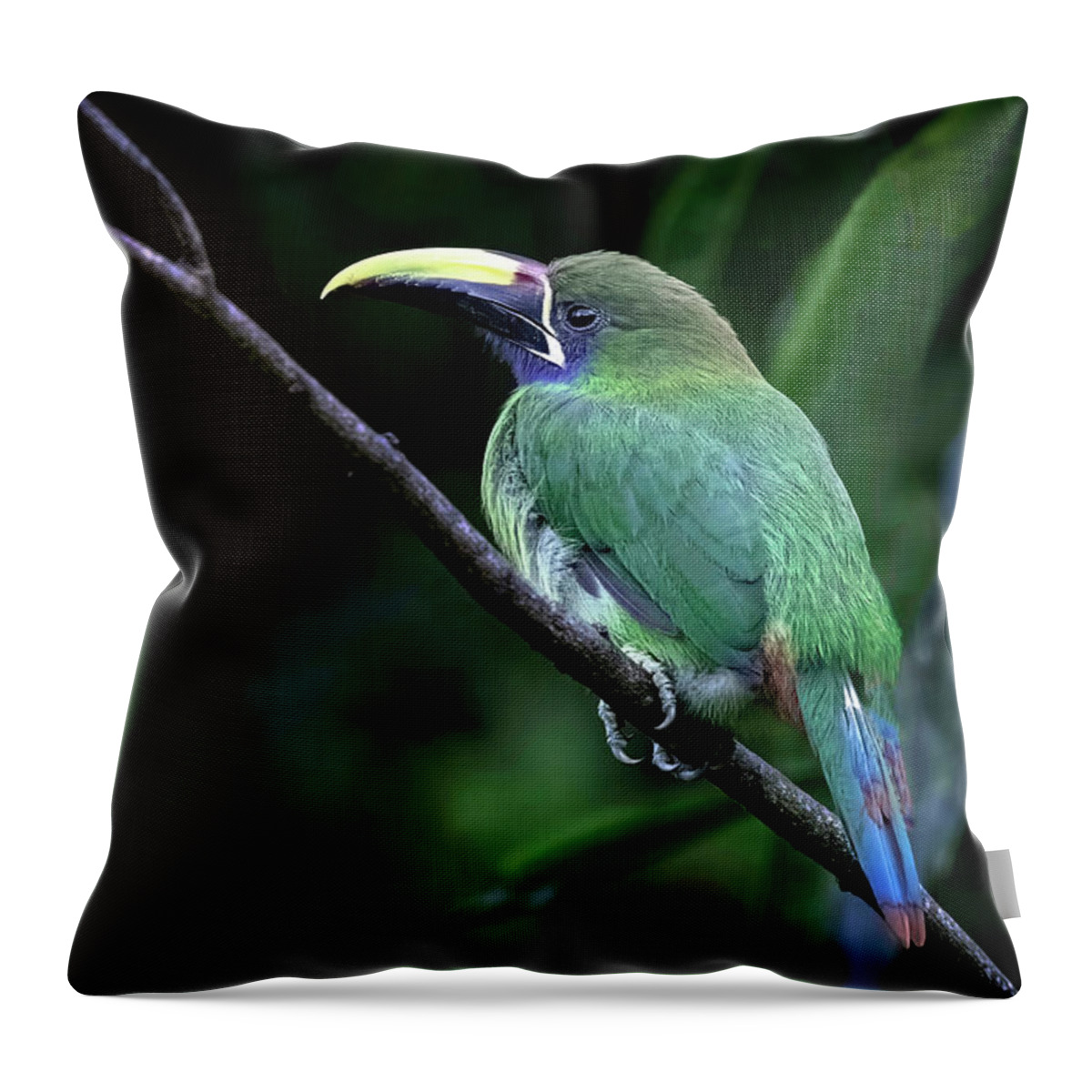 Gary Johnson. Emerald Toucanet Throw Pillow featuring the photograph Emerald Toucanet by Gary Johnson