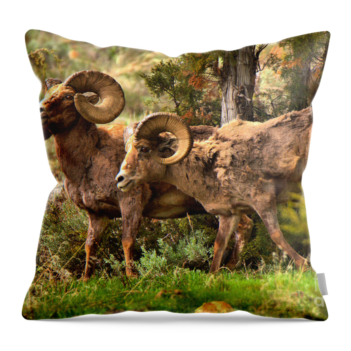 Bighorn Throw Pillow featuring the photograph Emerging From The Junipers by Adam Jewell