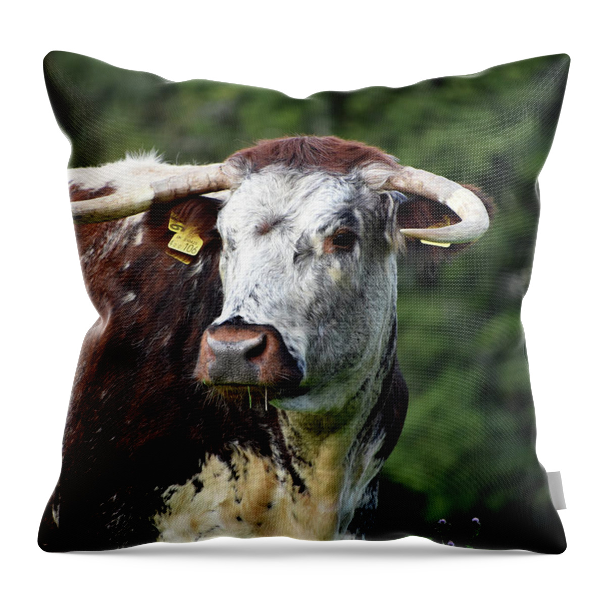 Cow Throw Pillow featuring the photograph English Longhorn cow Wareham Dorset England by Loren Dowding