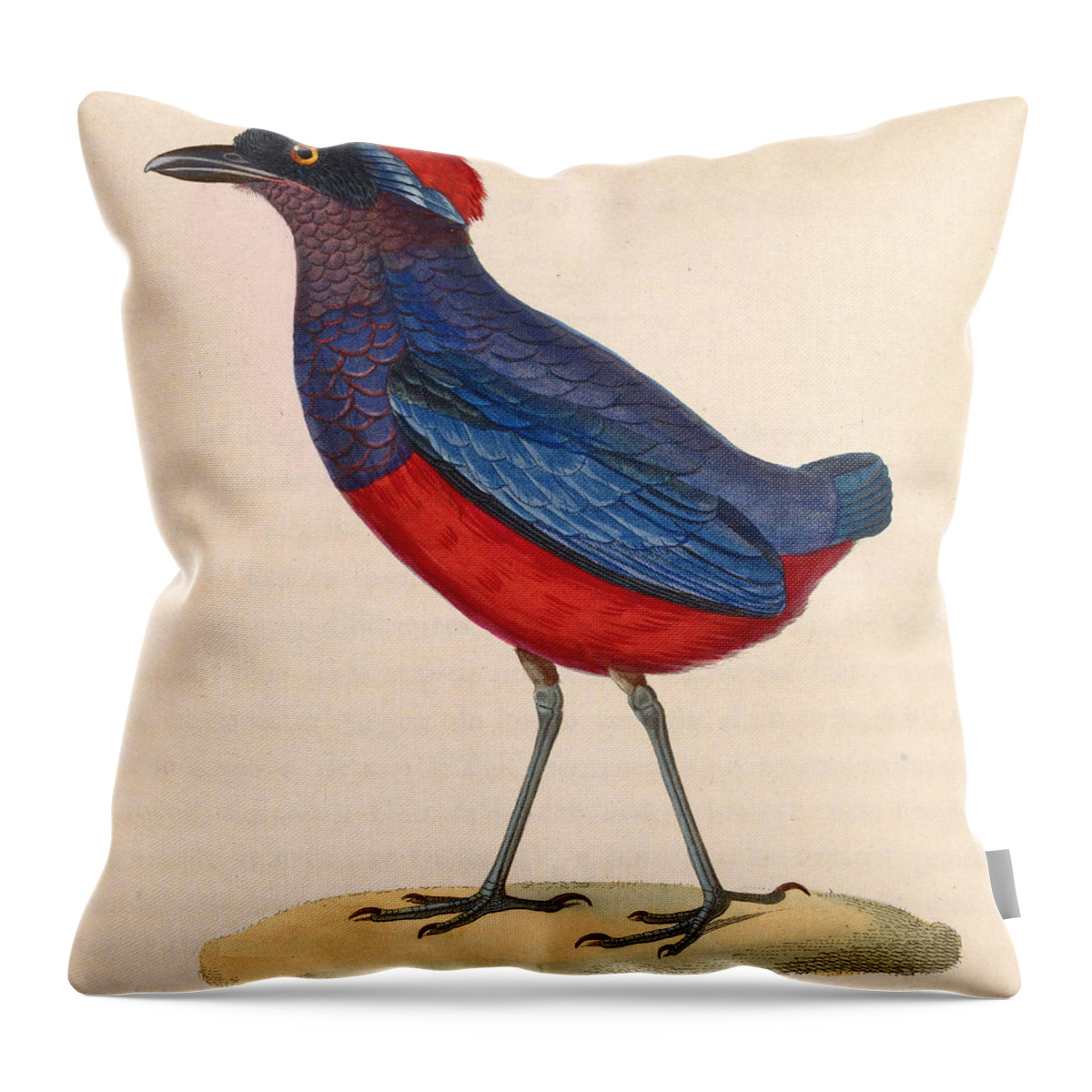 Nicolas Huet The Younger Throw Pillow featuring the drawing Erythropitta granatina by Nicolas Huet the Younger