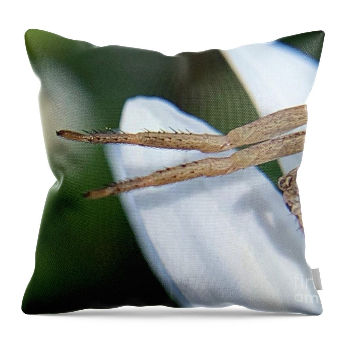 Bug Throw Pillow featuring the photograph Escapes by Catherine Wilson