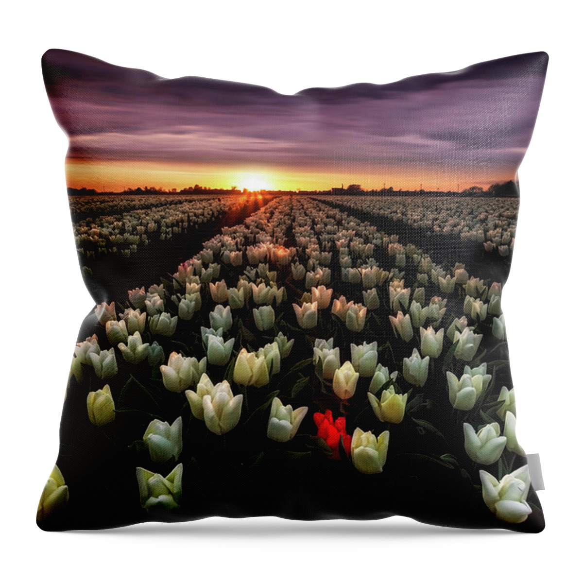 Landscape Throw Pillow featuring the photograph Eternal sunshine by Jorge Maia