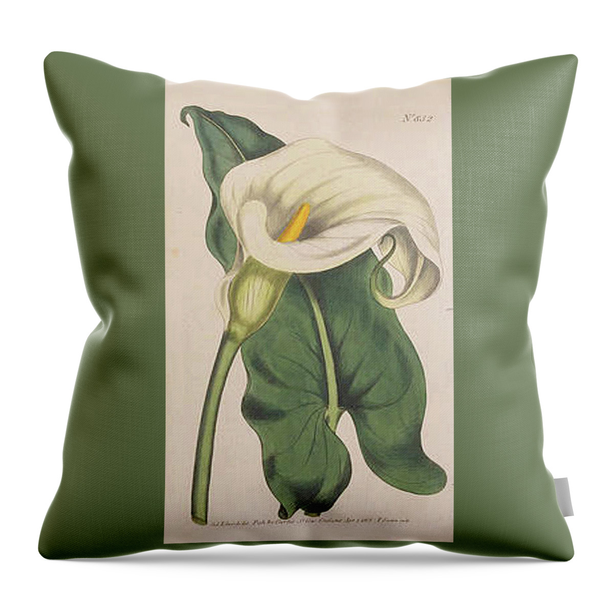 Botanical Prints Throw Pillow featuring the digital art Ethiopian Calla by Kim Kent