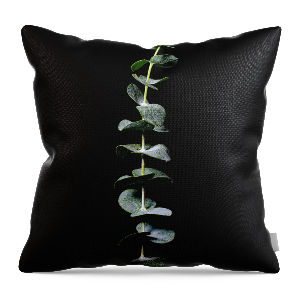 Ecualyptus Throw Pillow featuring the photograph Eucalyptus 2 by Connie Carr